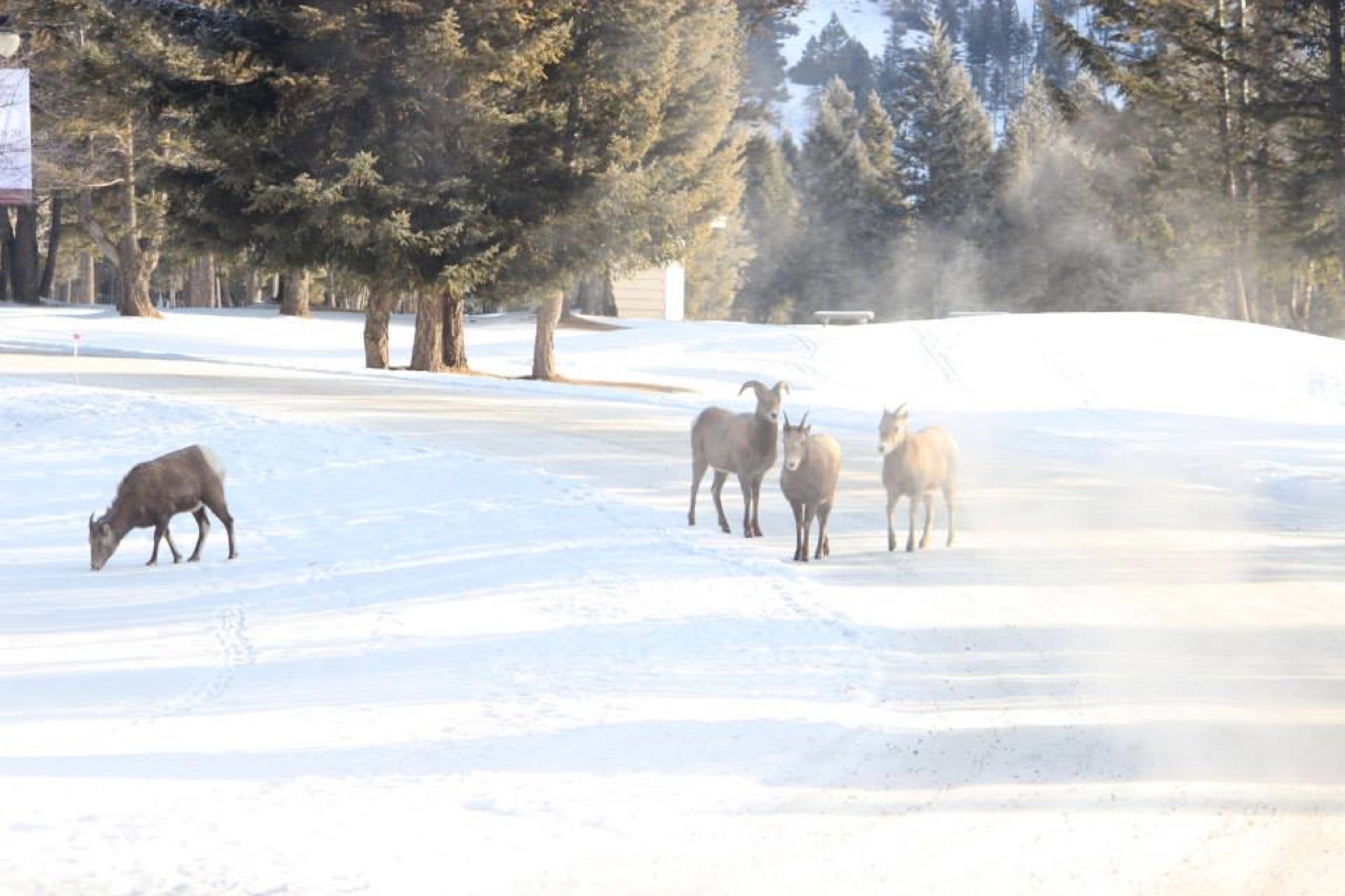 bighorn-meadows-resort