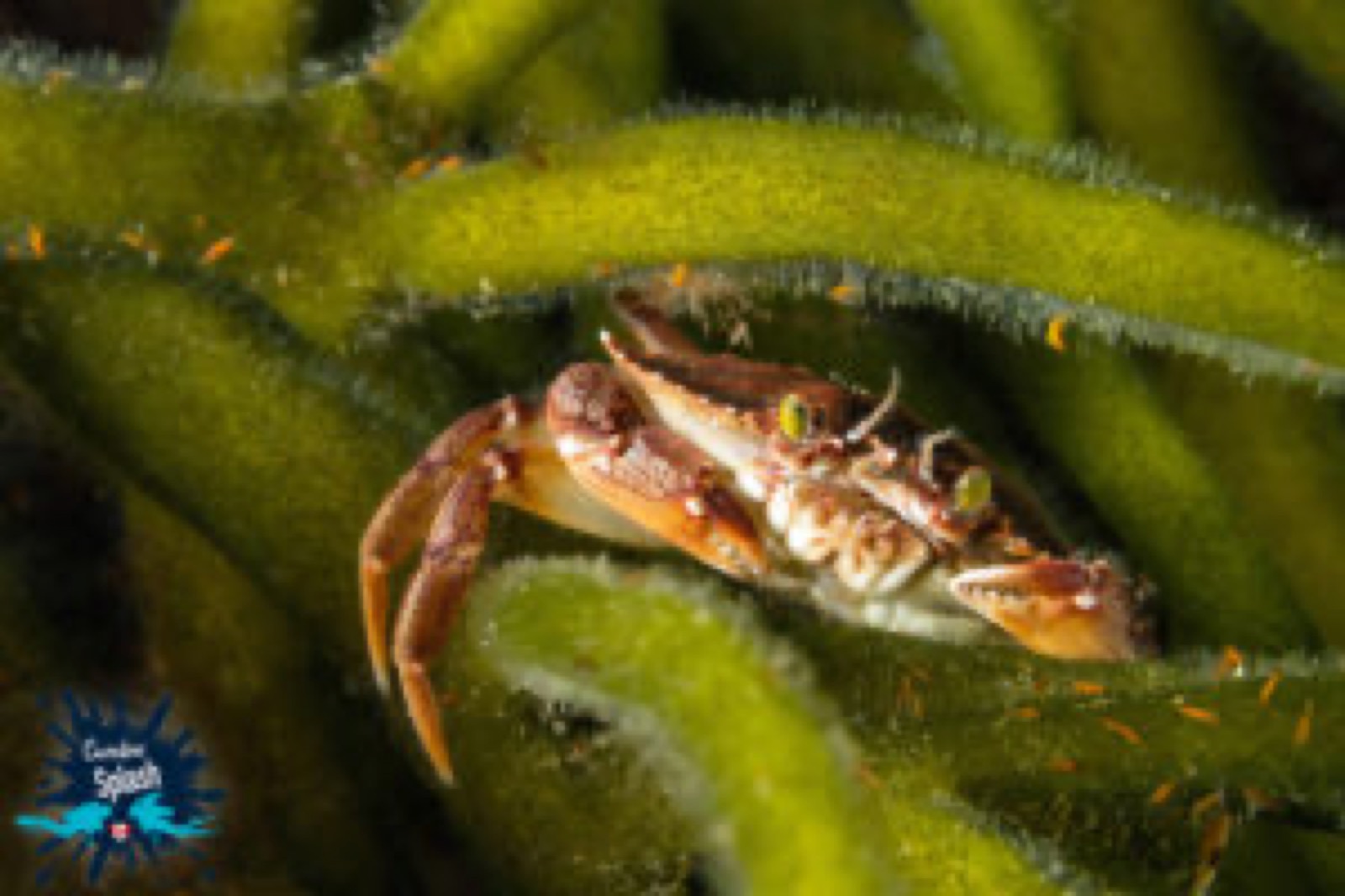 Partez à l'aventure de la plongée sous-marine à travers le Canada