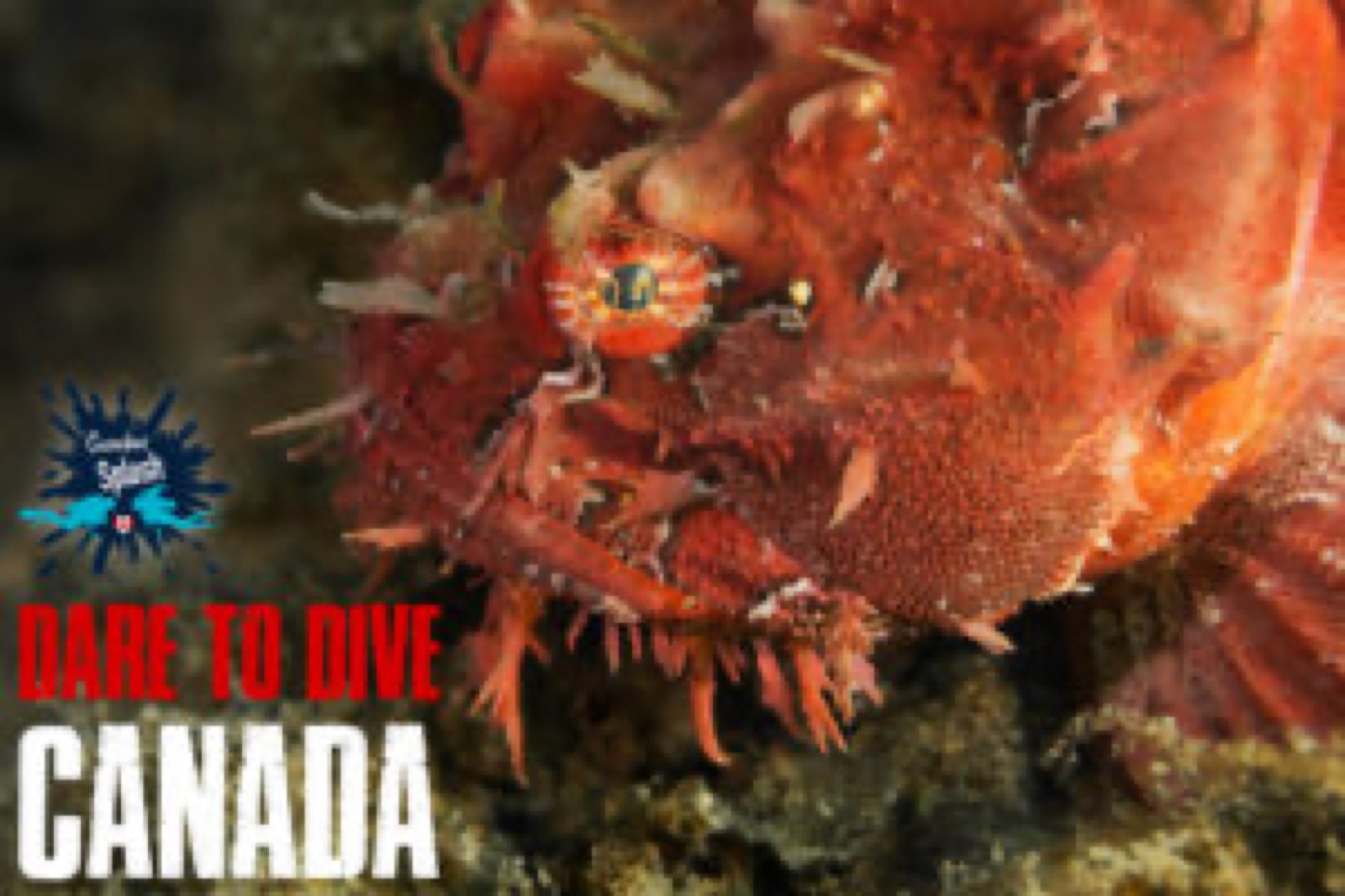 Dare to Dive Canada Sea Raven in Halifax, Nova Scotia