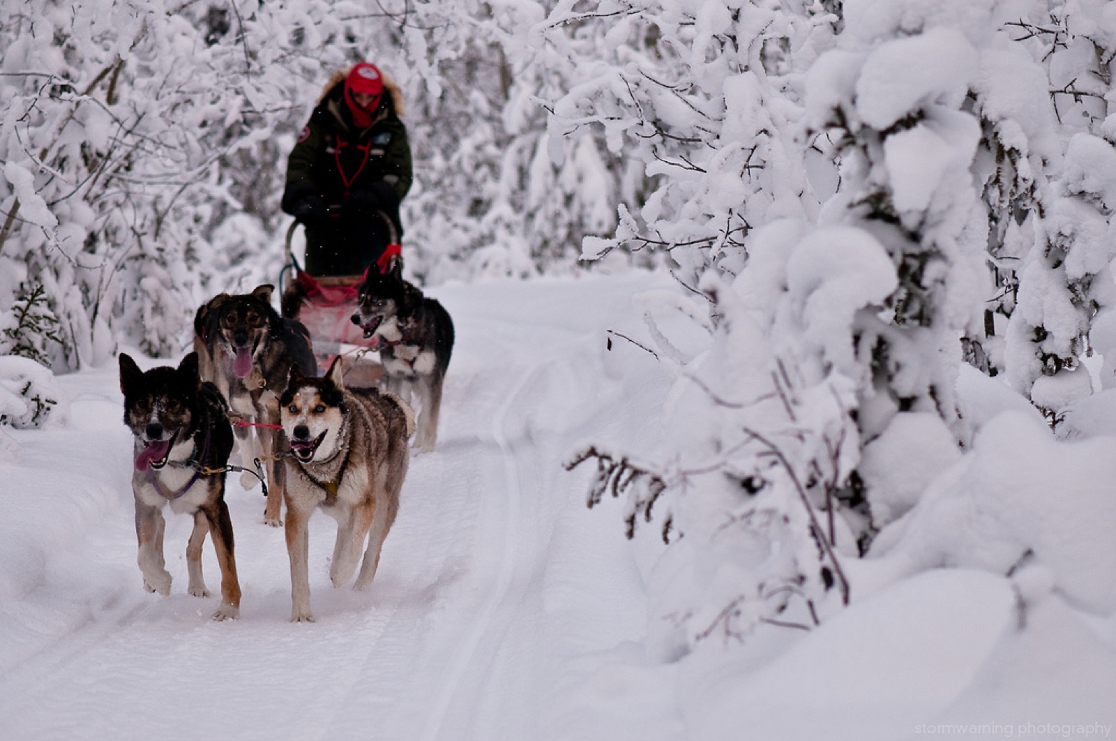 Dog Sledding Canada