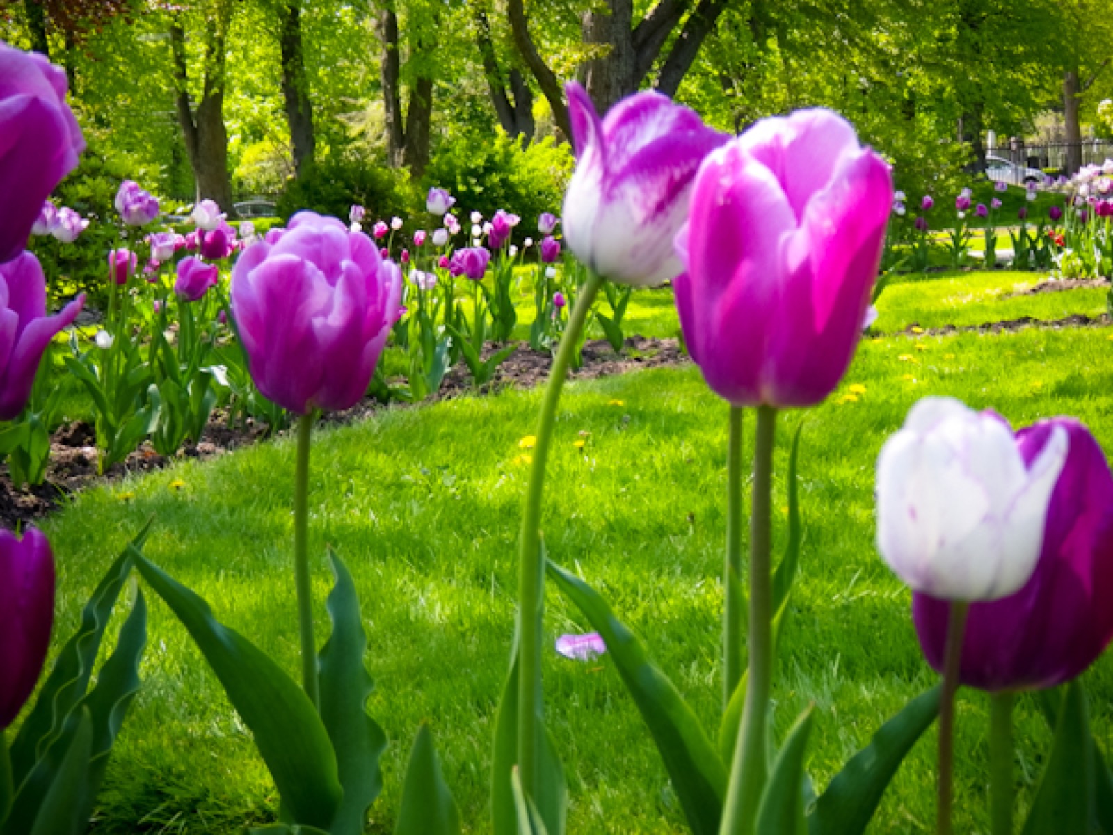 Halifax-Public-Gardens