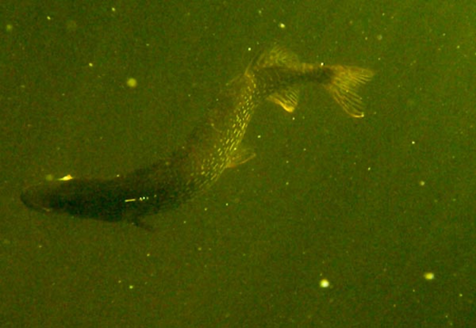 Northern Pike SK