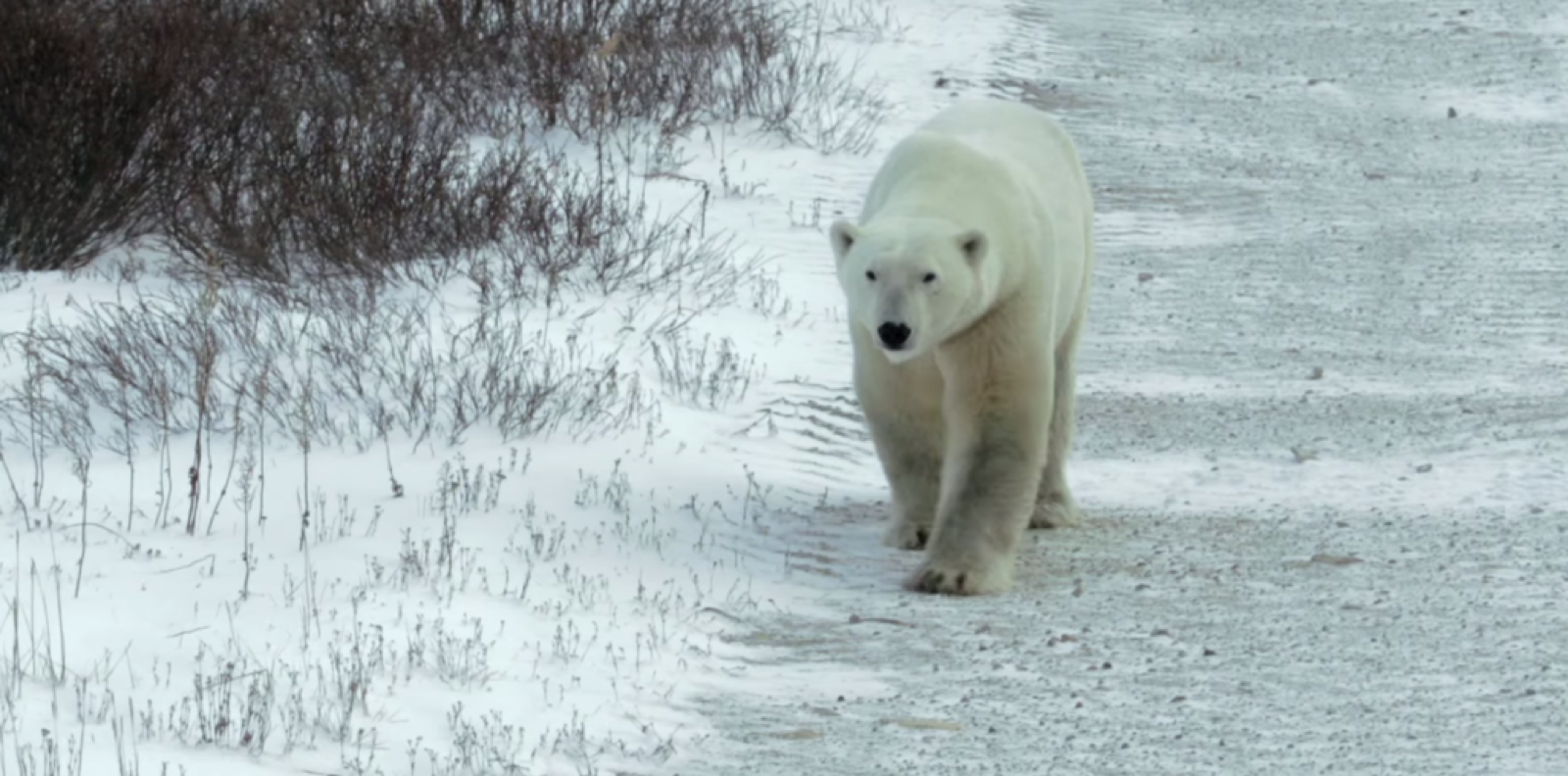 polar bear canada churchill mb