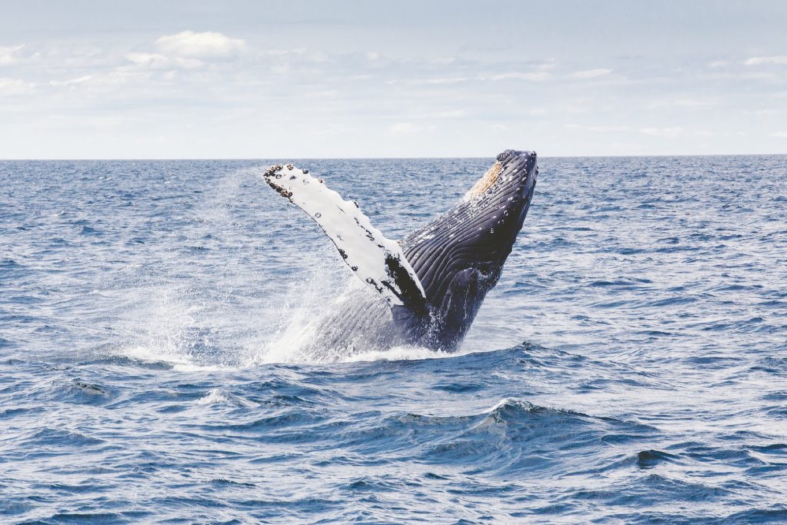 whale watch canada