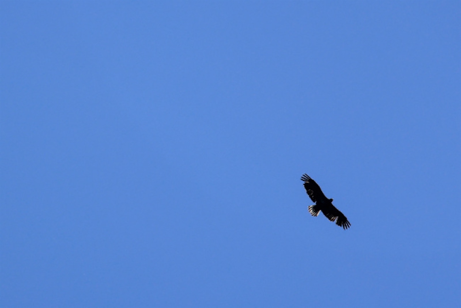 bald-eagle-churchill-river-north-saskatchewan-1-w650