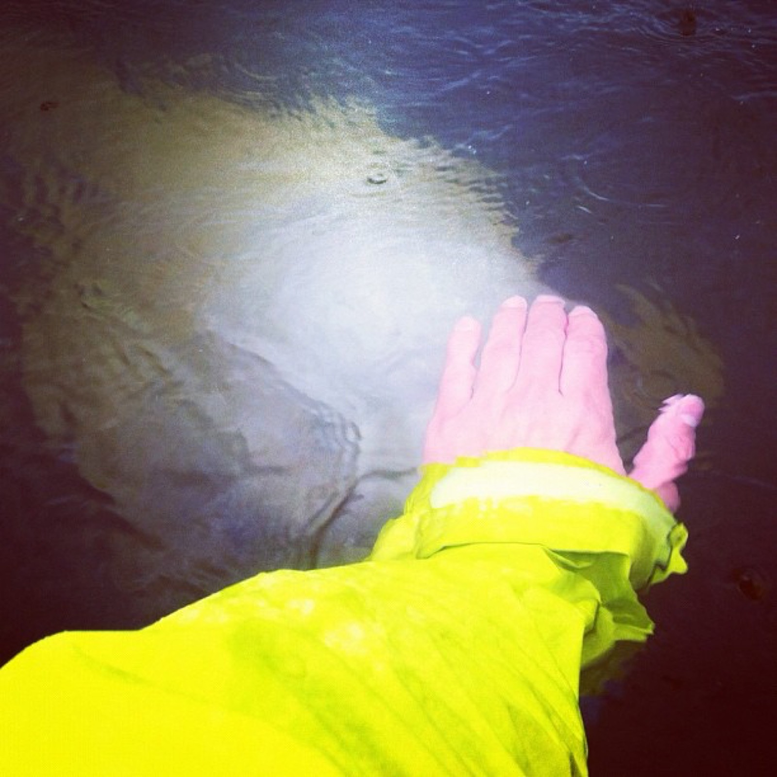 beluga-petting-hudson-mb