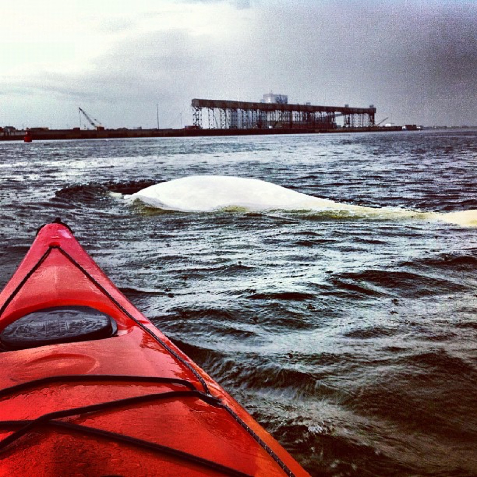 kayaking with belugas in churchill