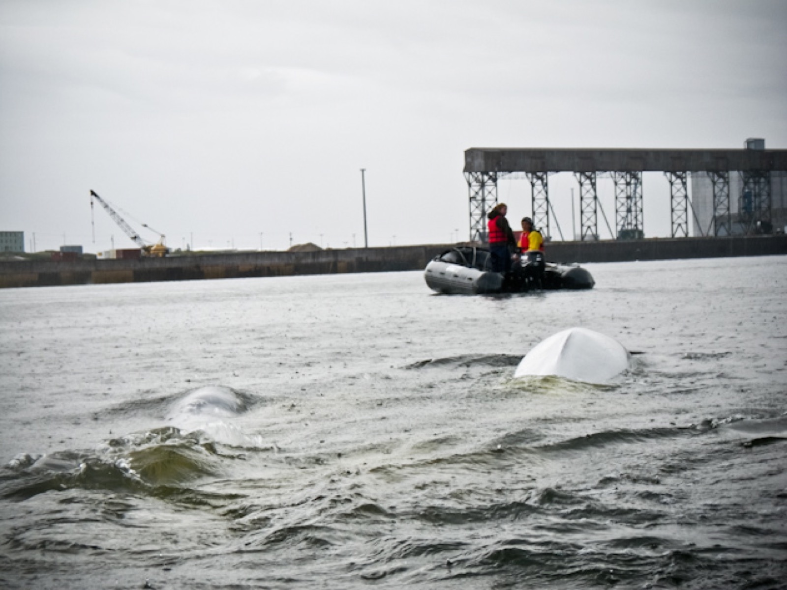 churchill-manitoba-beluga-whales