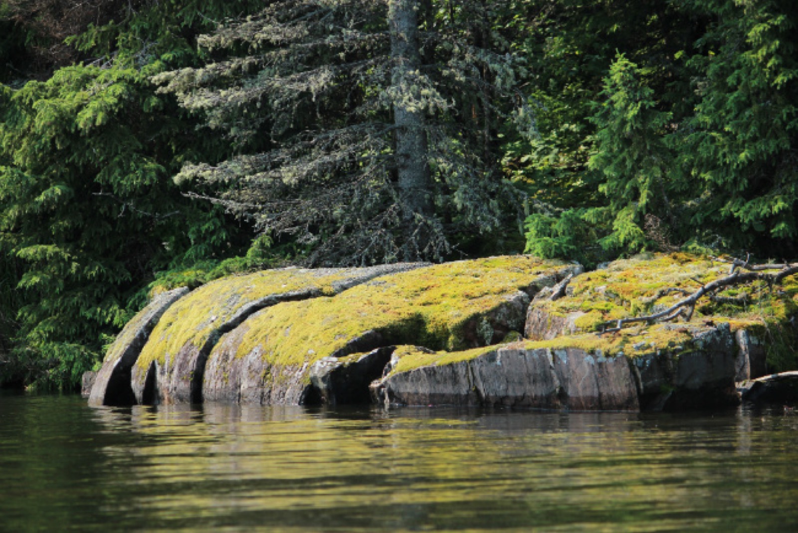 Rocks and Trees in North Sask