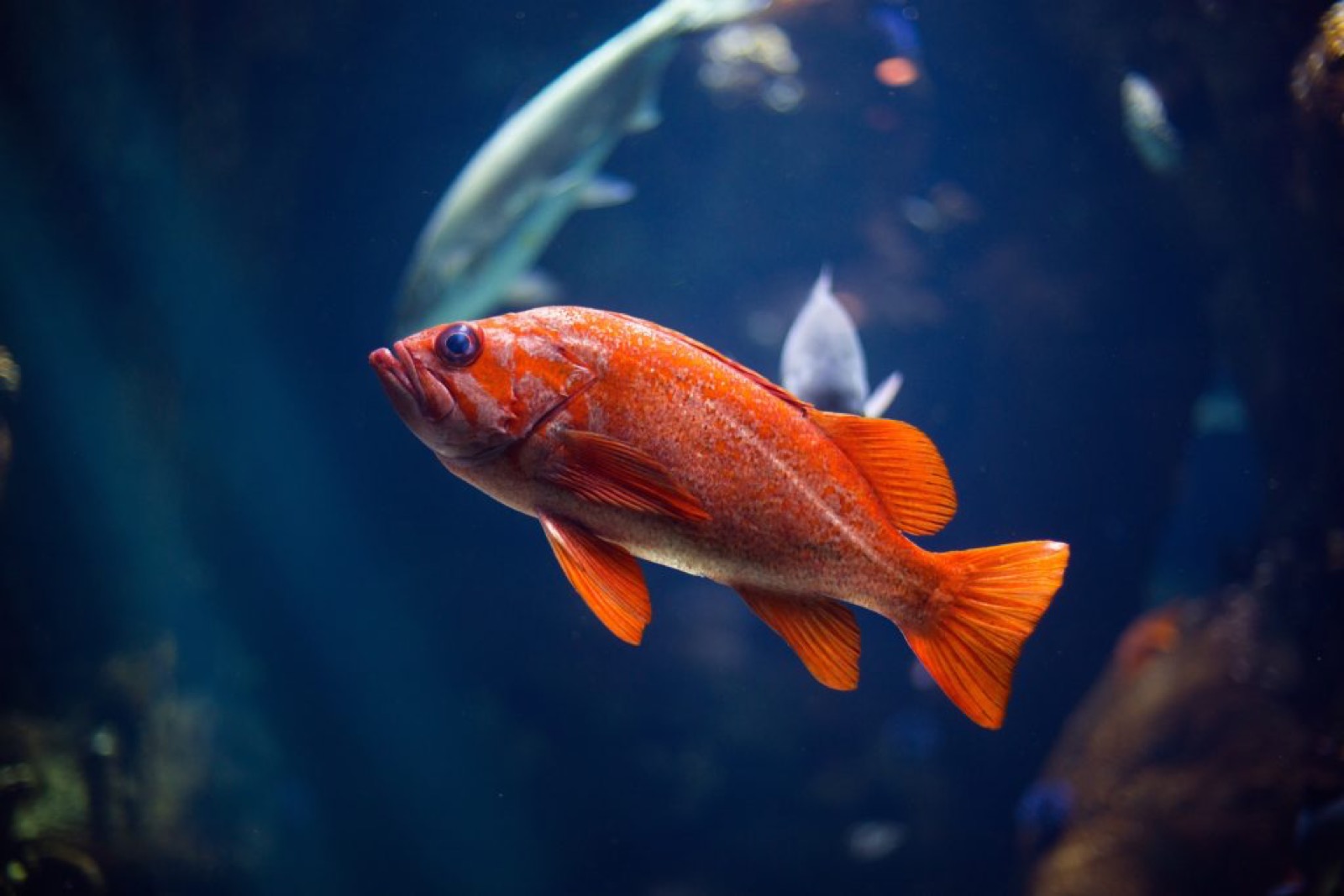 niagara aquarium