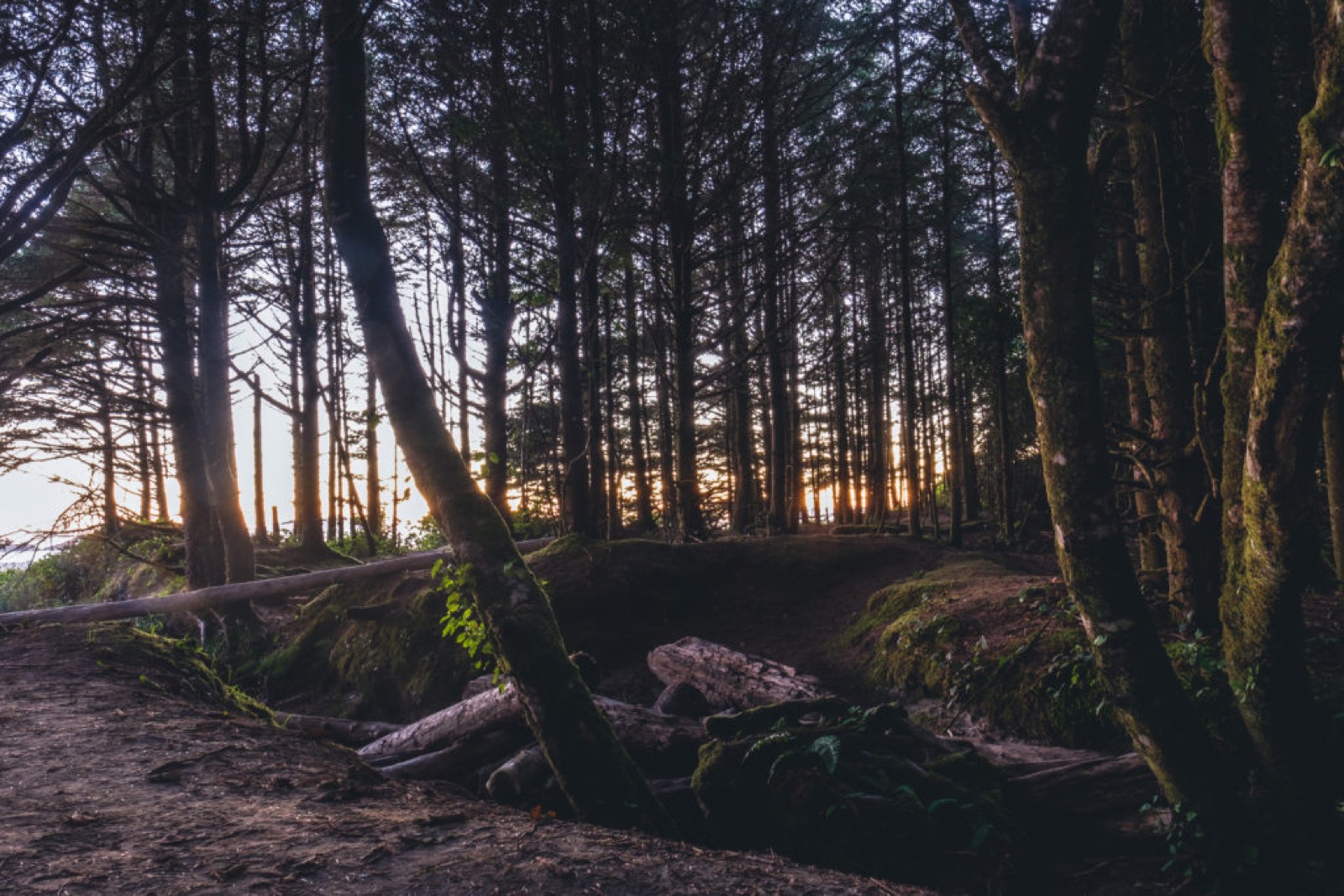 choses à faire à Tofino