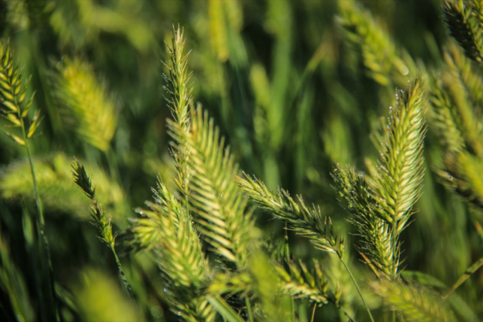 Grasslands Macro