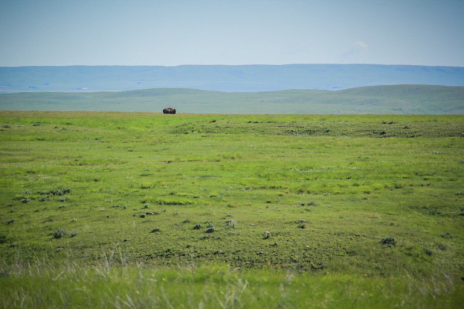 Bison Grazing