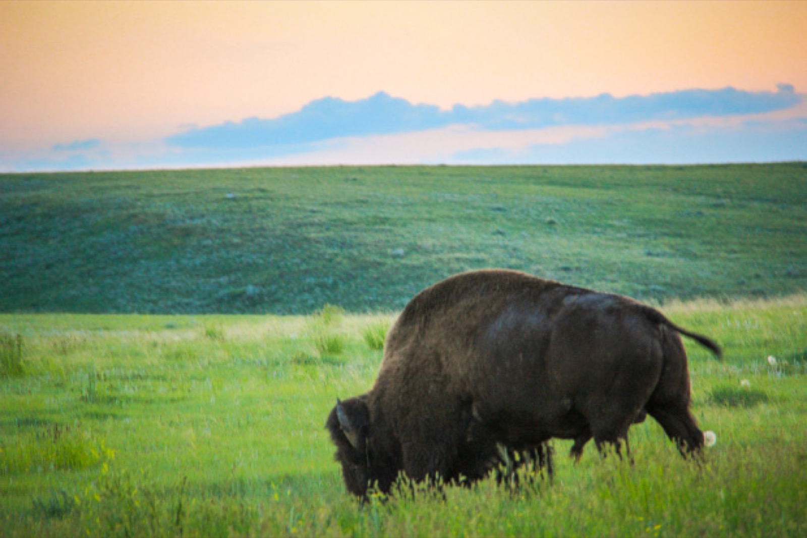 Wild Plains Bison