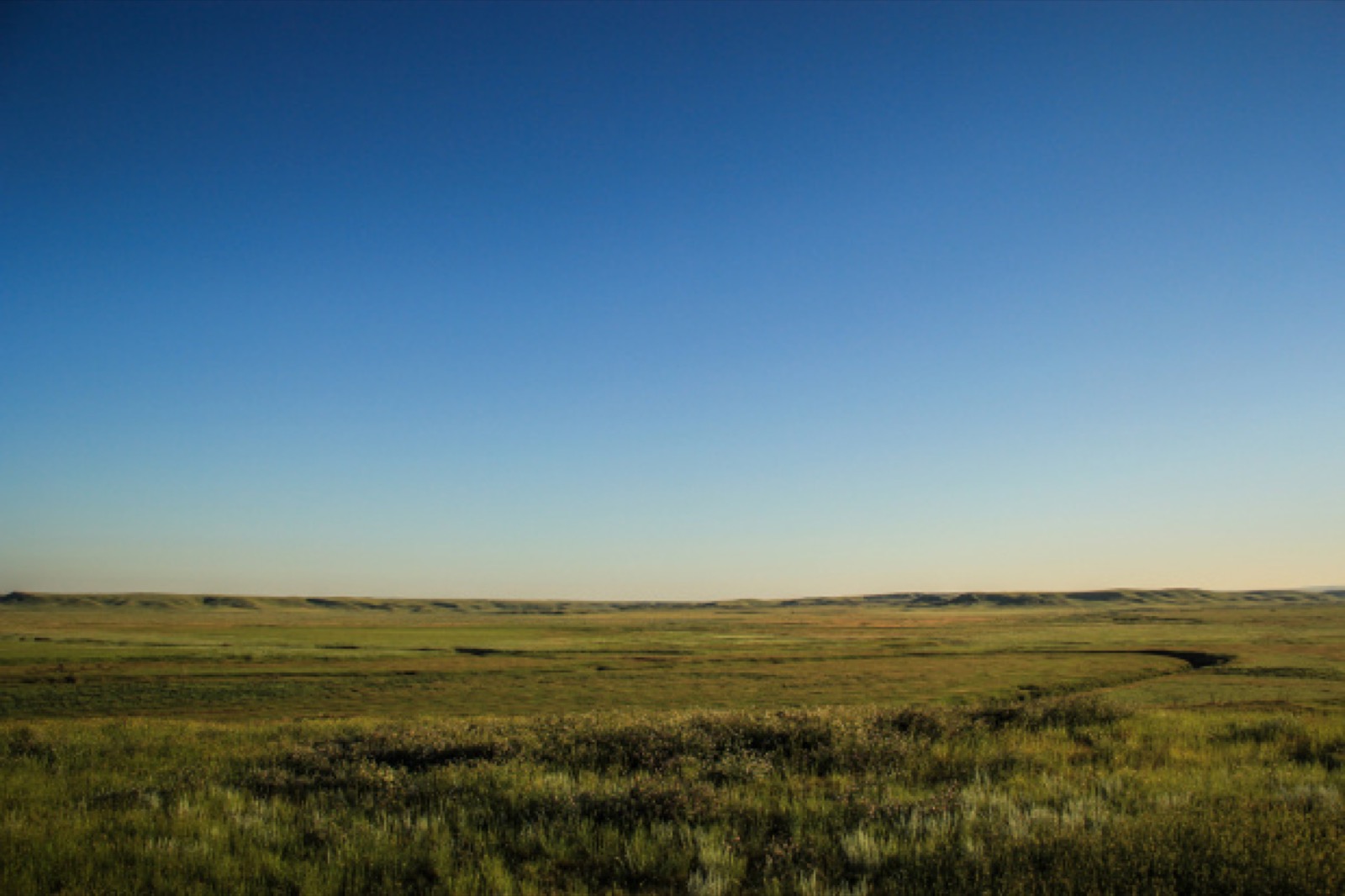 在Saskatchewan的Grasslands国家公园进行的野生动物园游会