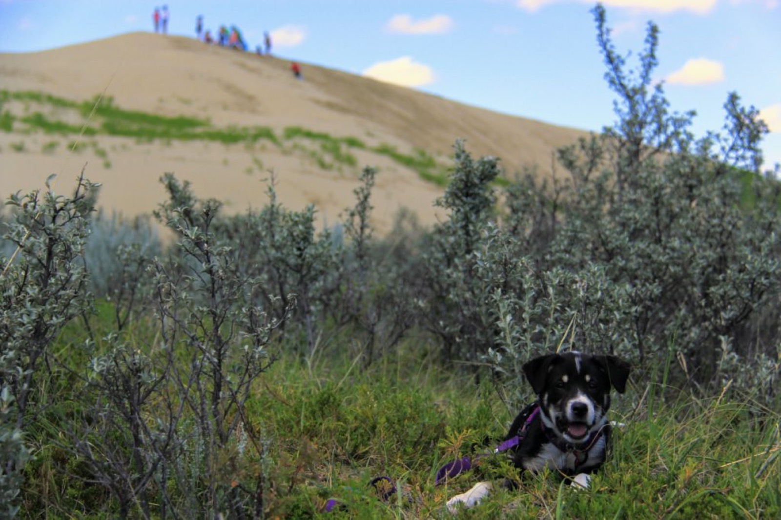 great-sandhills-saskatchewan-indie-puppy