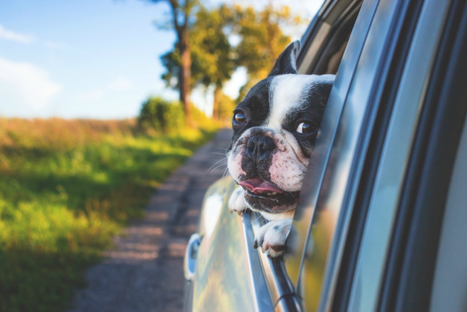 Wie reist man mit einem Hund nach Kanada?