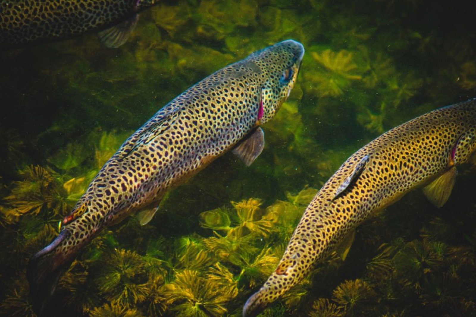 Maintenant est le moment de pêcher le steelhead autour des Grands Lacs.