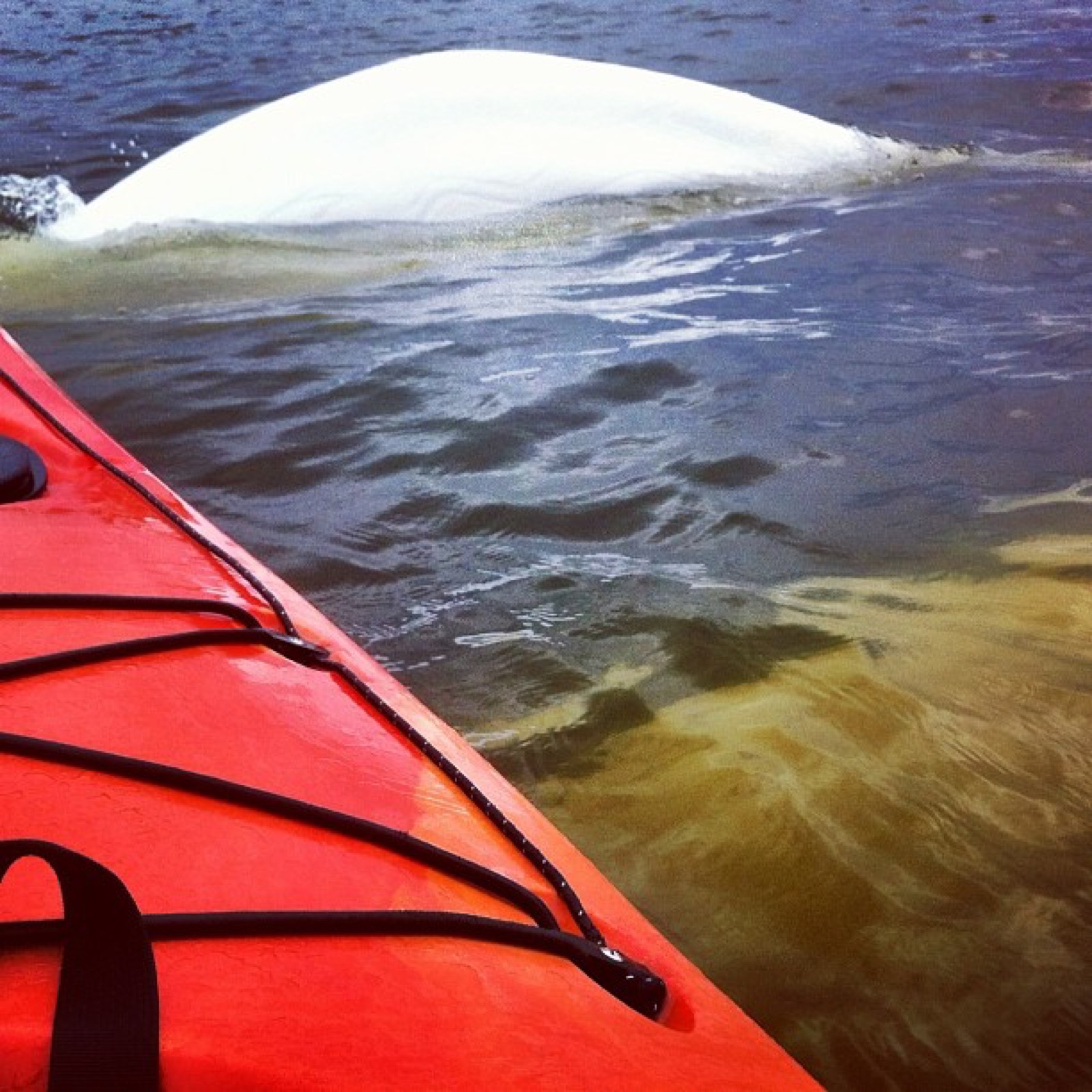 Faire du kayak avec les bélugas à Churchill, au Manitoba