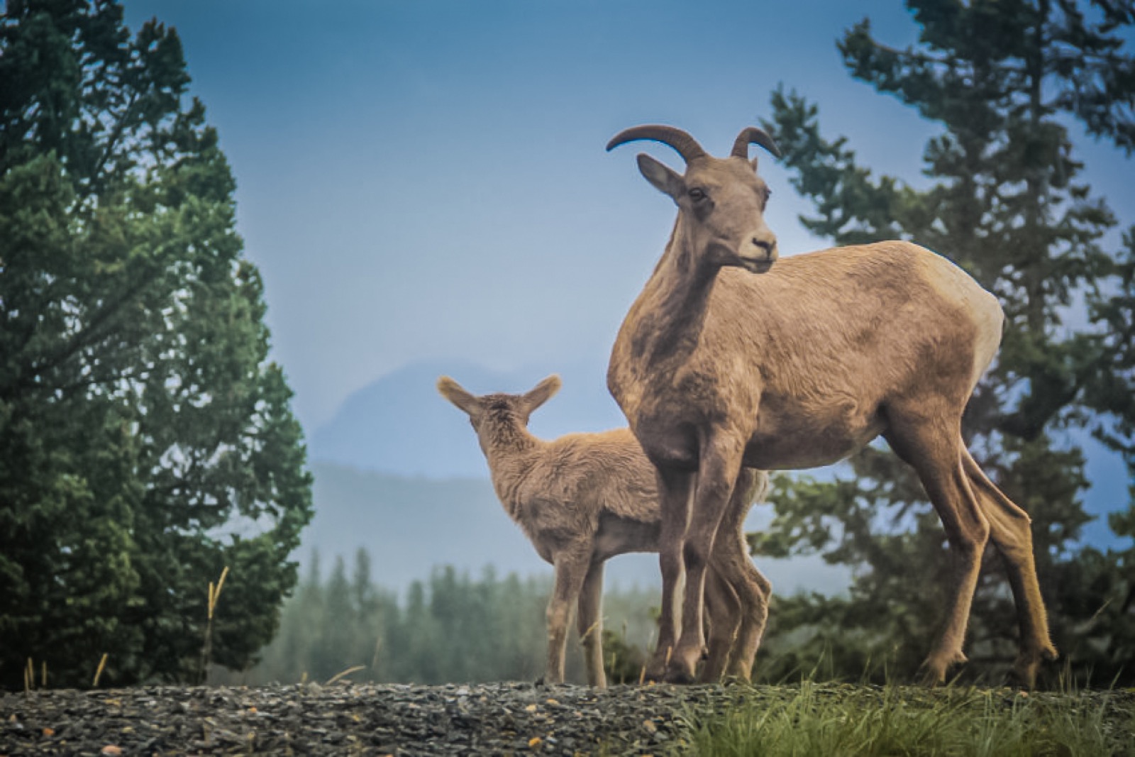 mountain-goats-1