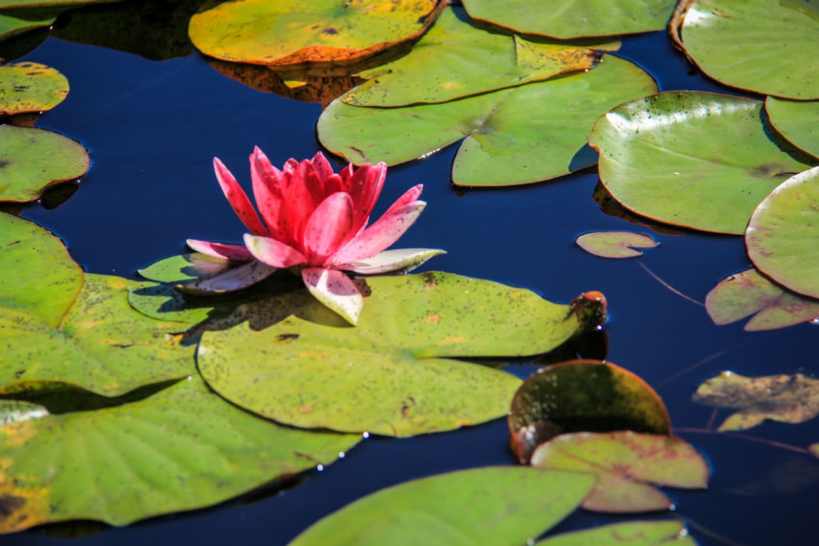 pond-lily in stanley park