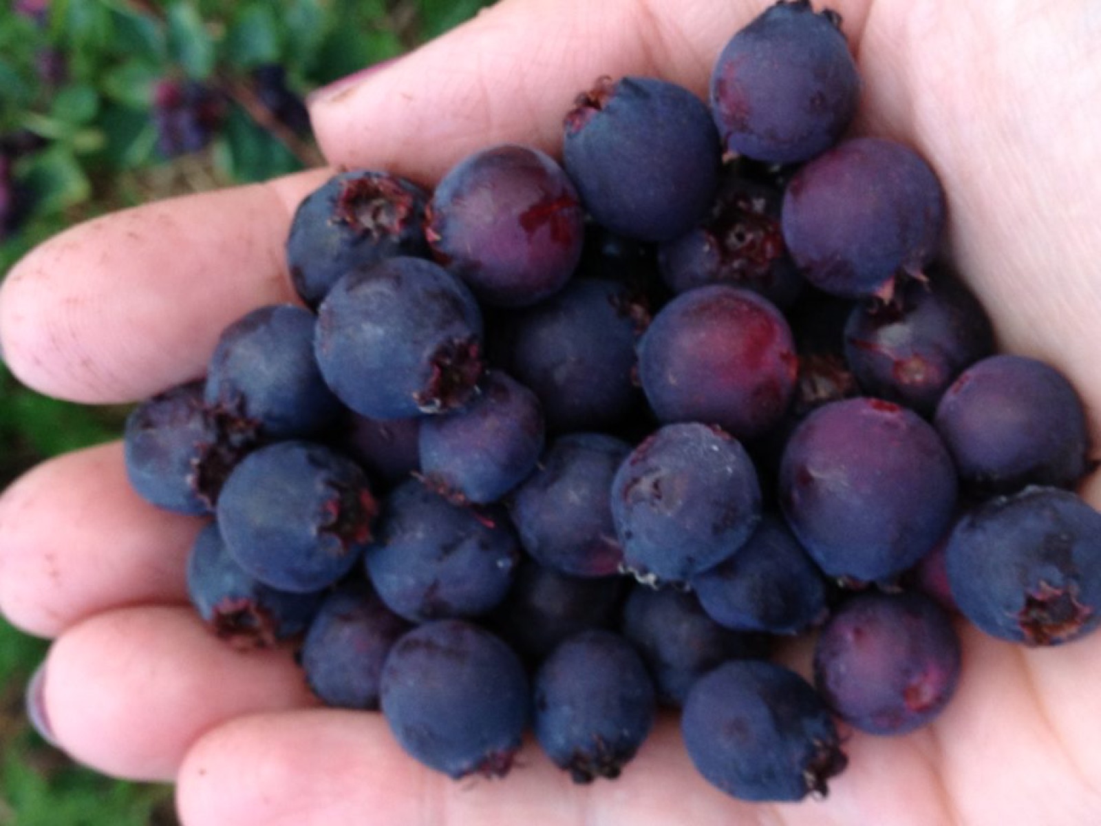 The Saskatoon Berry - a lesser known but delicious berry