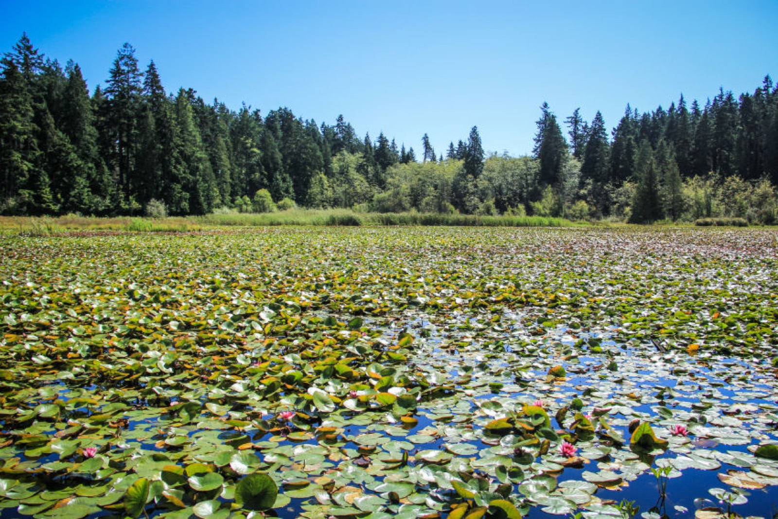 stanley-park-pond-lilly