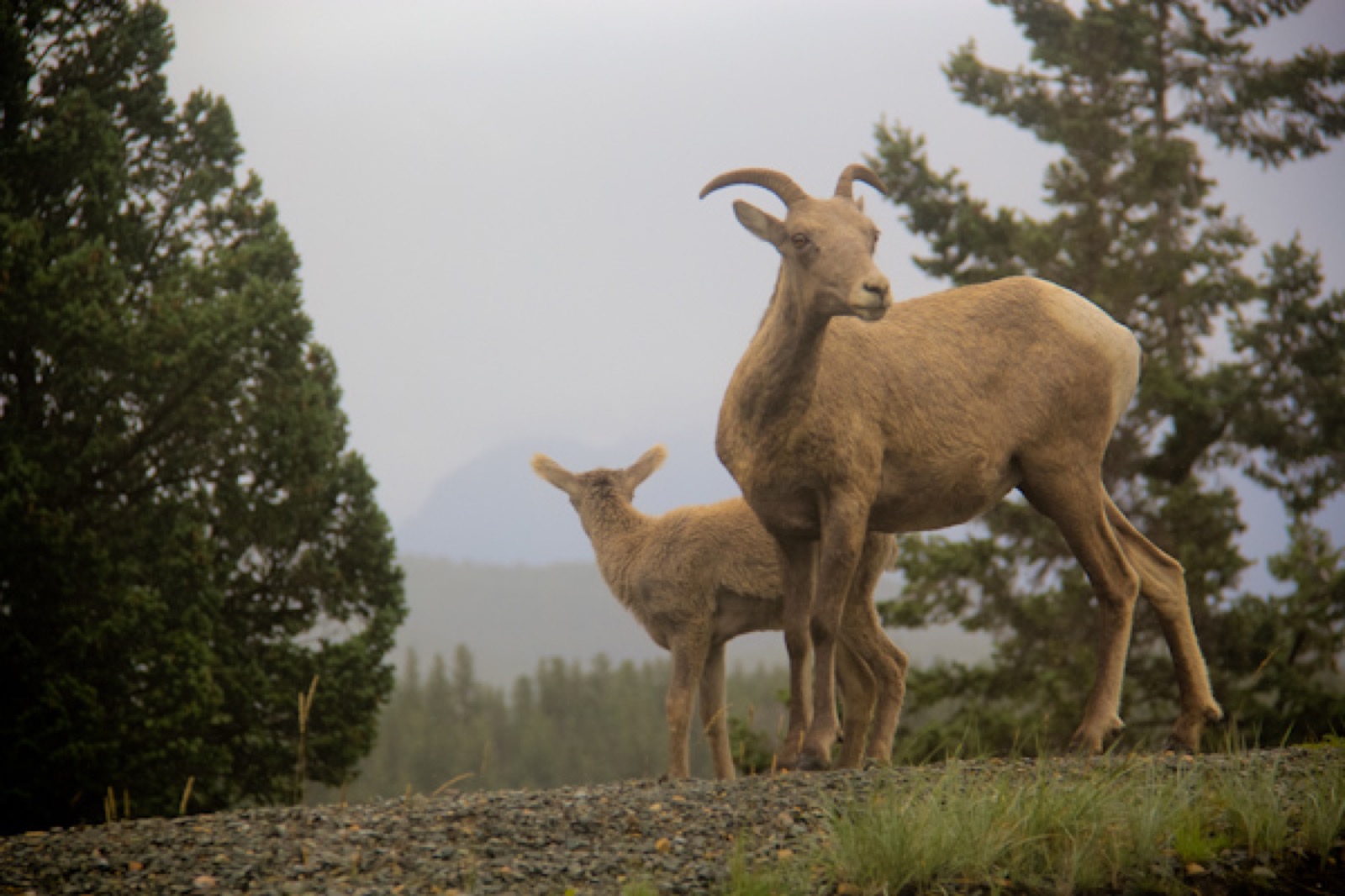 VIA Rail - Wildlife - Mountain Goat