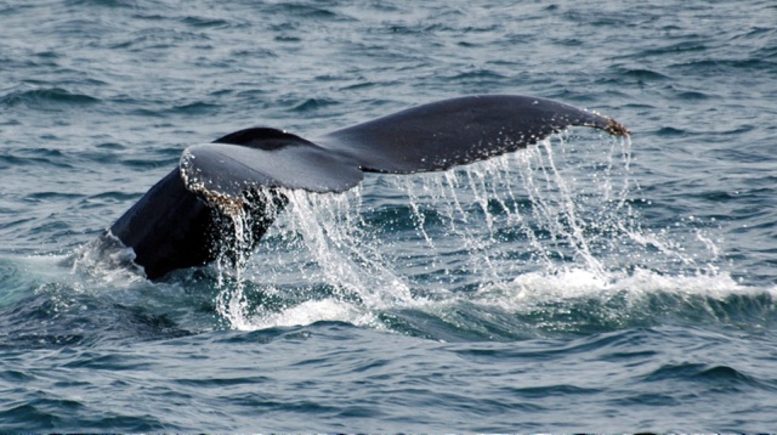 whale watching vancouver island