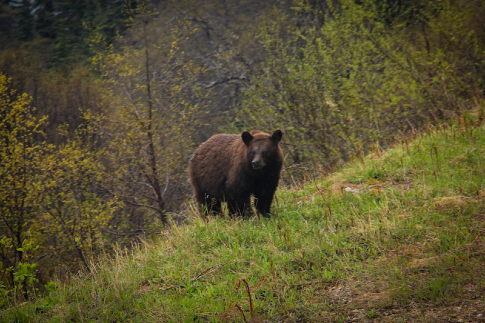 yukon-bear