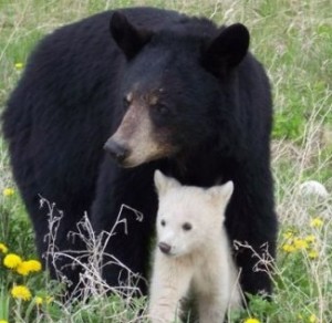 Spirit Bear Cub