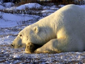 stop polar bear hunting