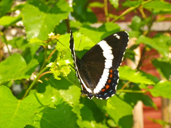 Saskatchewan Butterfly