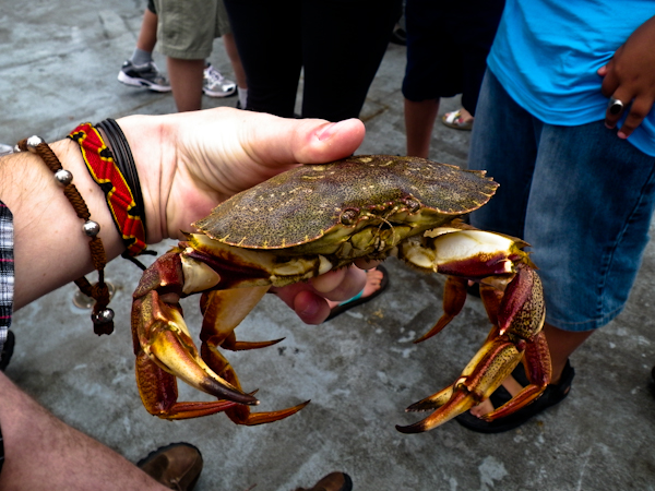 Stone Crab Nova Scotia