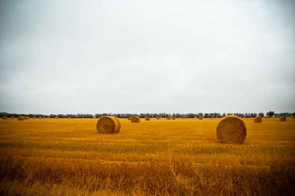Saskatchewan-Fields-Hay-Bails