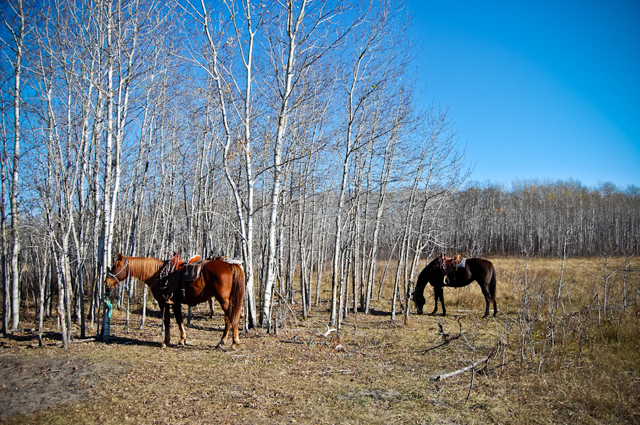 Horses-grazing-Saskatchewa-Prince-Albert-National-Park