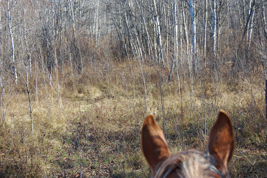 Horses-Spot-Bison-Prince-Albert-National-Park