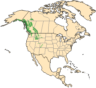 brown-bear-map