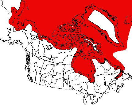 polar-bear-map
