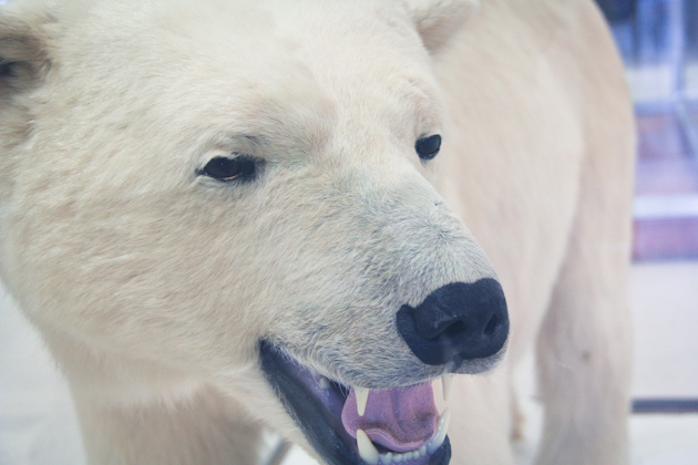 churchill-manitoba-polar-bear