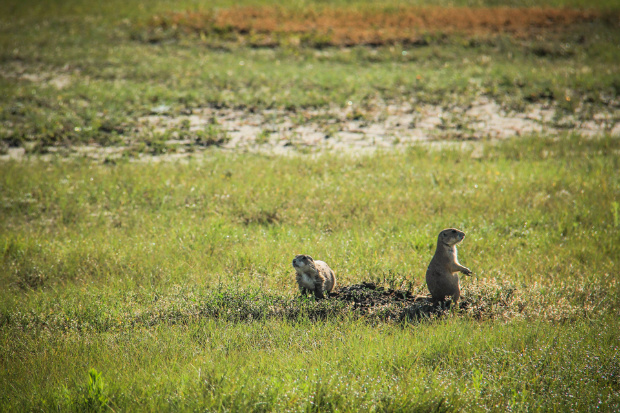 Grasslands National Park Prairie Dogs