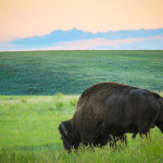 Plains Bison Grasslands National Park