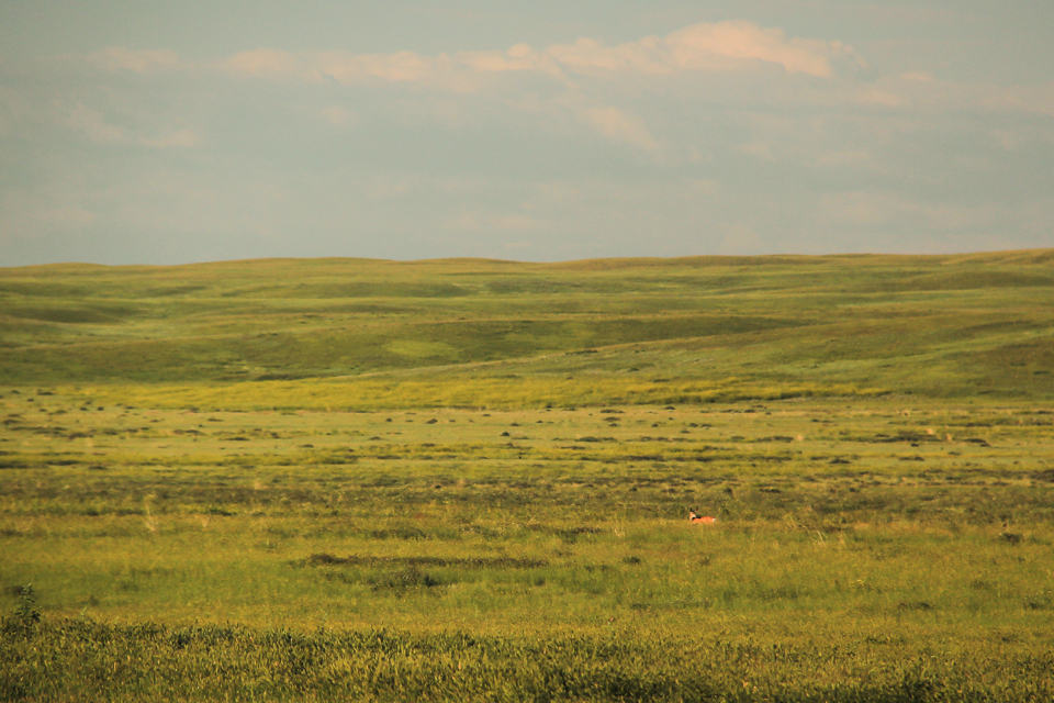 Antelope Grasslands