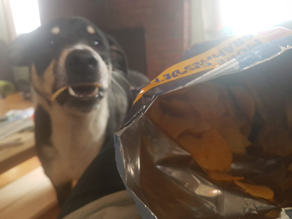 Dog eating all dressed chips