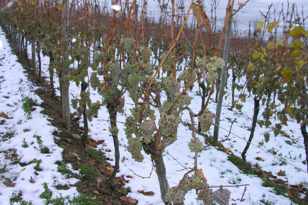 ice wine canada niagra grapes