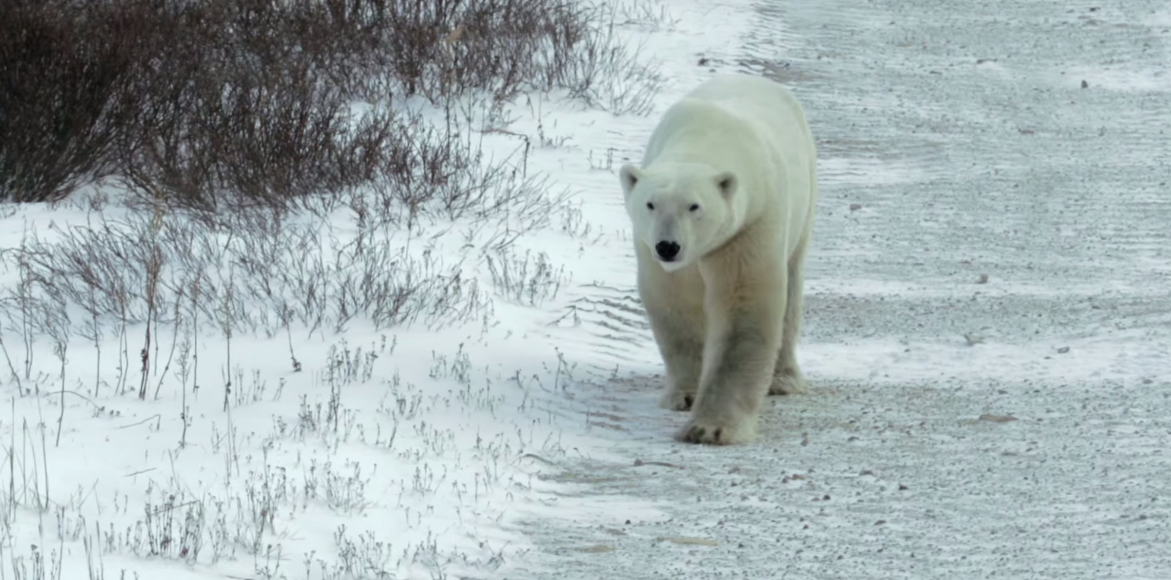Visit the Polar Bear Capital of the World With Google Maps