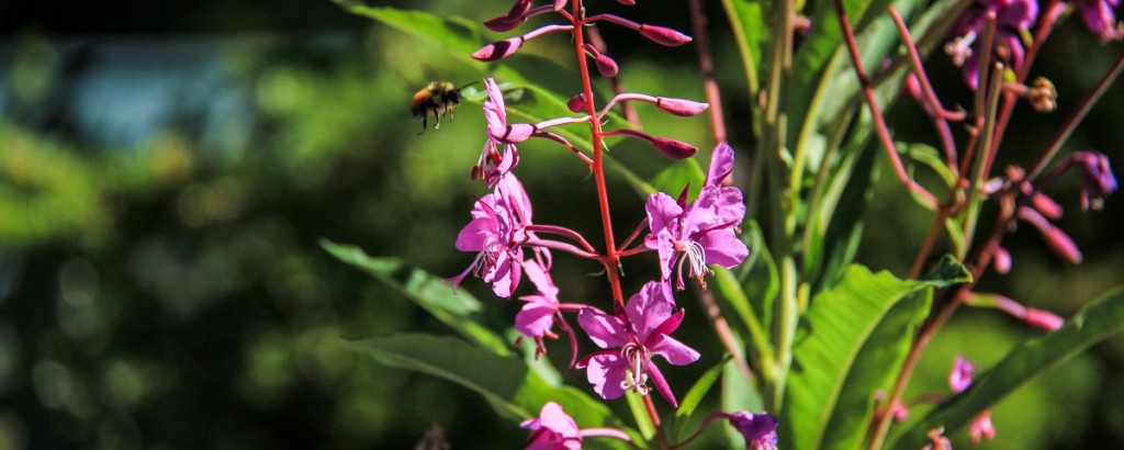 bee-pollinating-purple-flower-1200x480