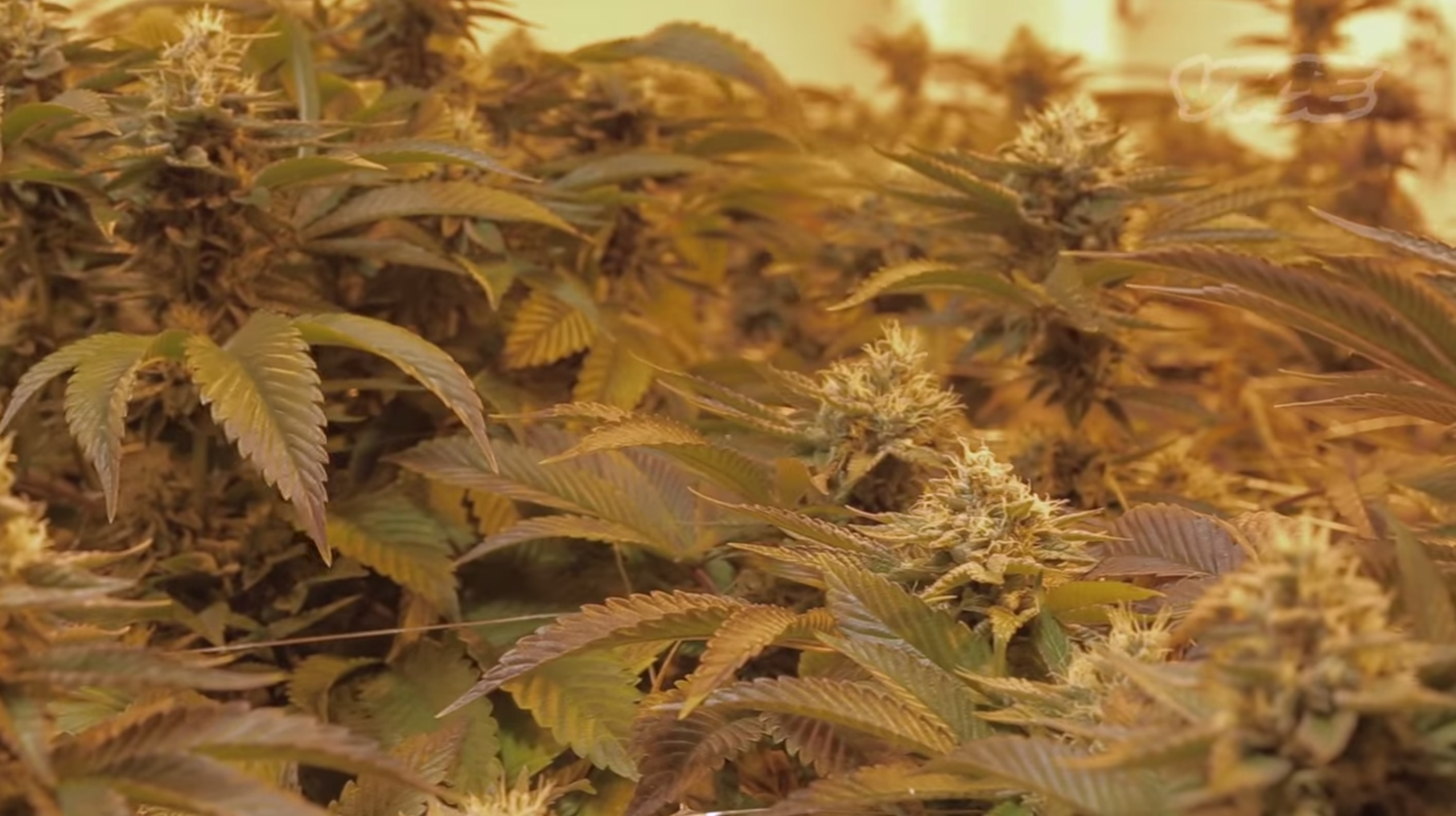 Canadian weed - bc bud - marijuana