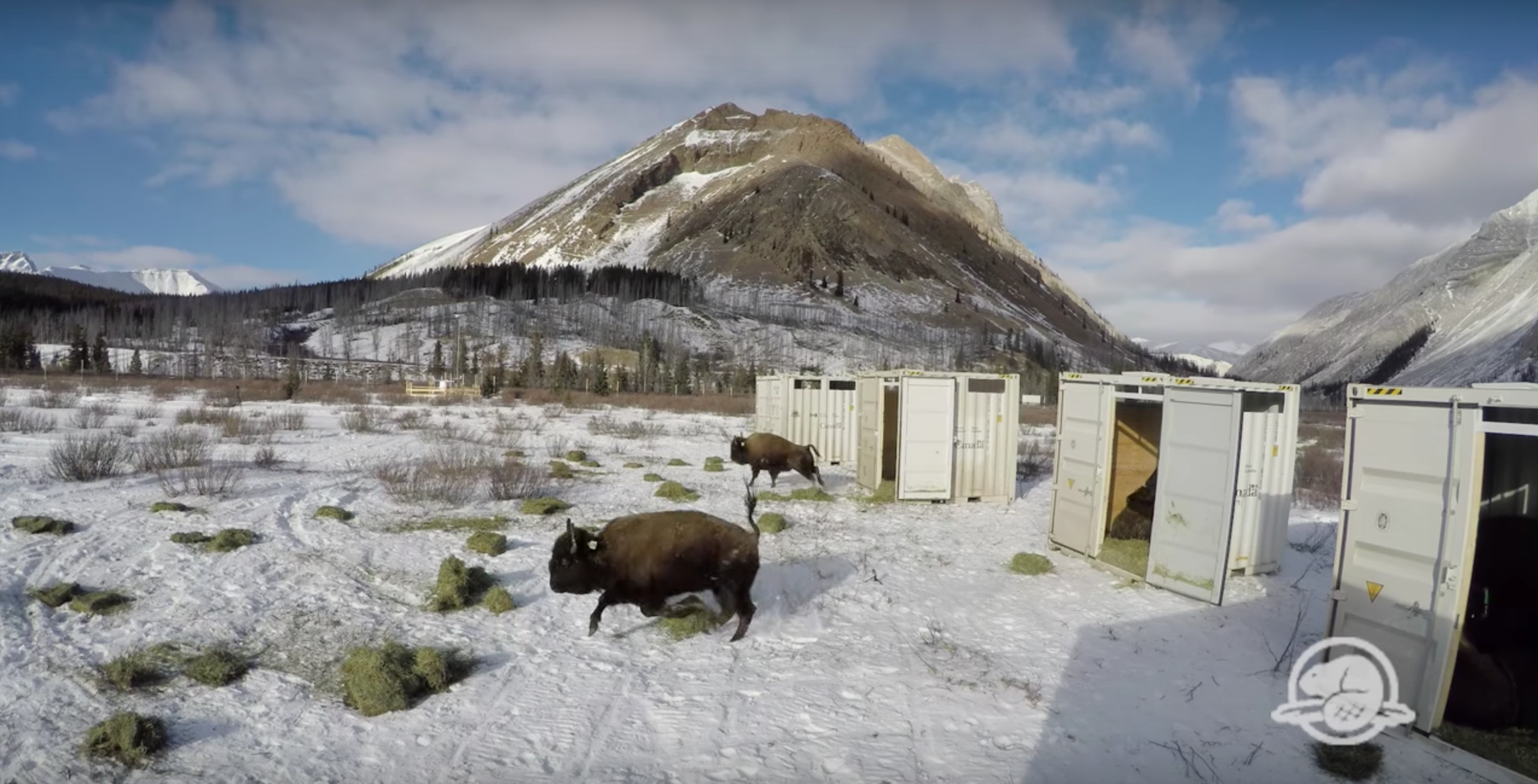 Bison reintroduced to Banff National Park [Video]