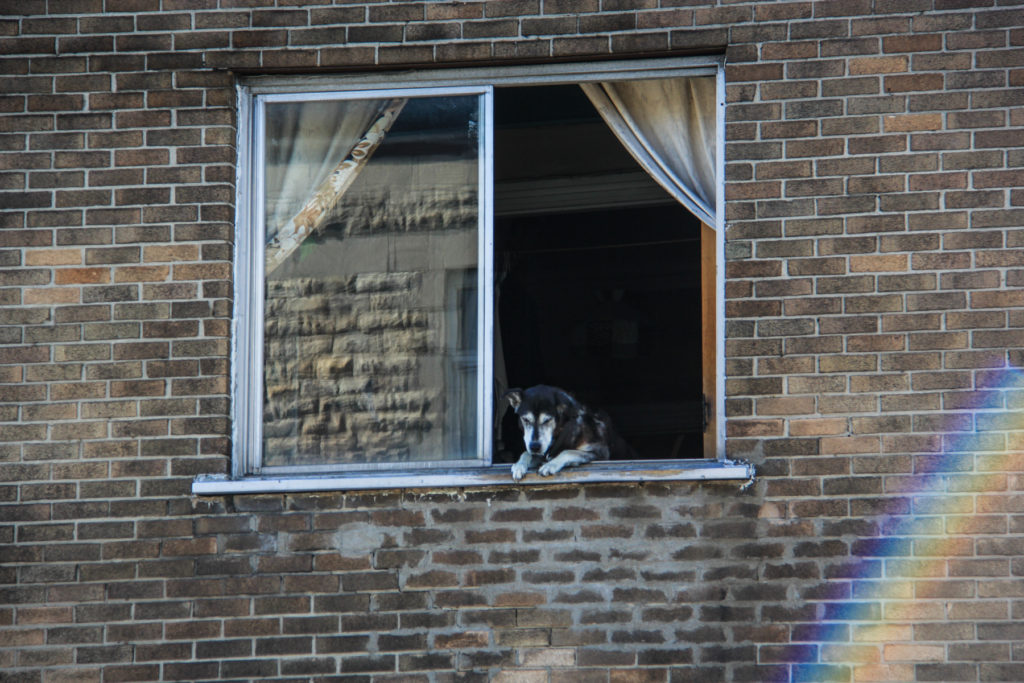 montreal rainbow dog